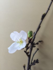桜さく